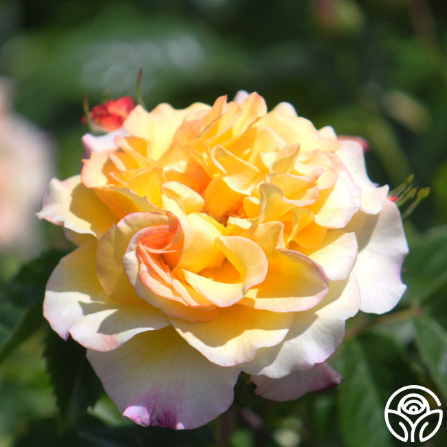 Roos Rugelda Rugelda Rose - Rugosa - Lightly Fragrant – Heirloom Roses