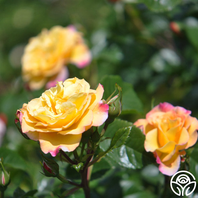 Roos Rugelda Rugelda Rose - Rugosa - Lightly Fragrant – Heirloom Roses