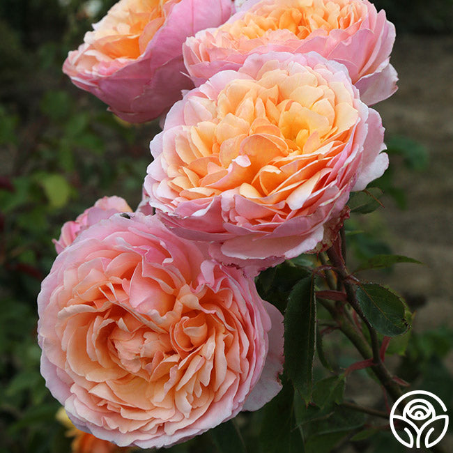 Ruth Bloom Roses Ruth Clements Shrub Rose | Fragrant Rose Plant – Heirloom