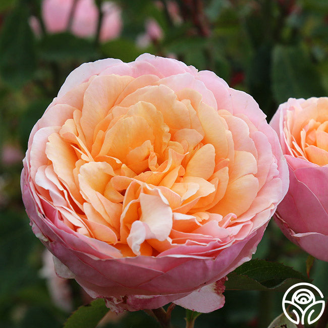 Ruth Bloom Roses Ruth Clements Rose - Shrub - Very Fragrant – Heirloom Roses