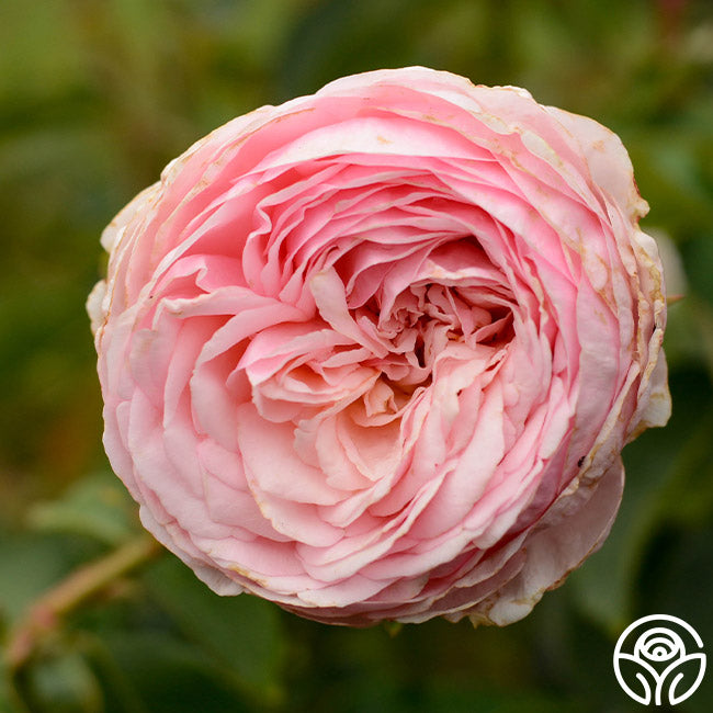 Ruth Bloom Roses Ruth Clements Rose - Shrub - Very Fragrant – Heirloom Roses