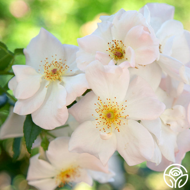Heirloom Roses Rose Plant - Sally Holmes White Rose Bush