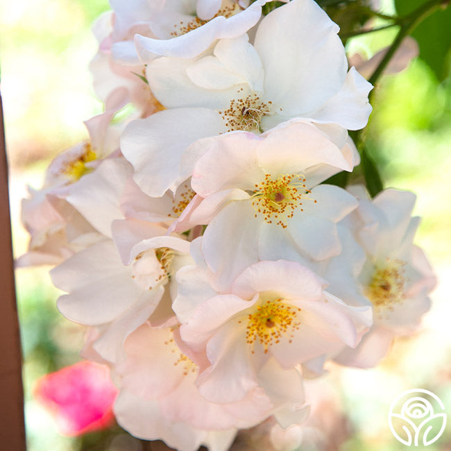 Sally Holmes Shrub Rose | White Rose Bush – Heirloom Roses