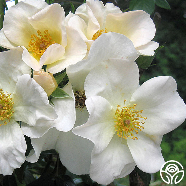 Heirloom Roses Rose Plant - Sally Holmes White Rose Bush - Thumbnail 3