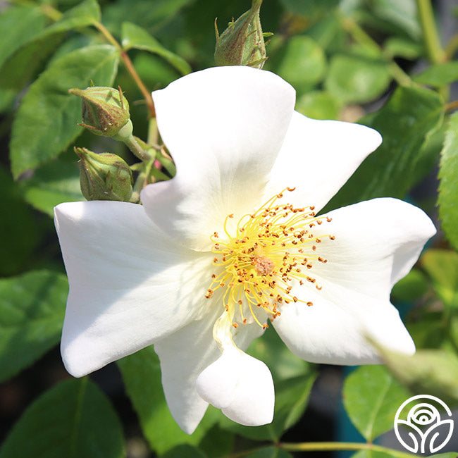 Heirloom Roses Rose Plant - Sally Holmes White Rose Bush - Thumbnail 4