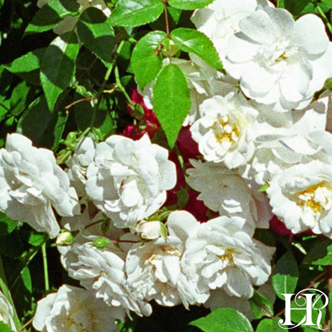 White Rambler Roses Sander's White Rambler – Heirloom Roses