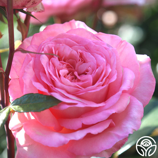 Heirloom Roses Sunbelt Savannah Rose - Thumbnail 2