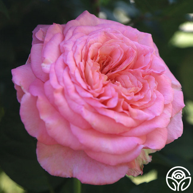 Heirloom Roses Sunbelt Savannah Rose - Thumbnail 4