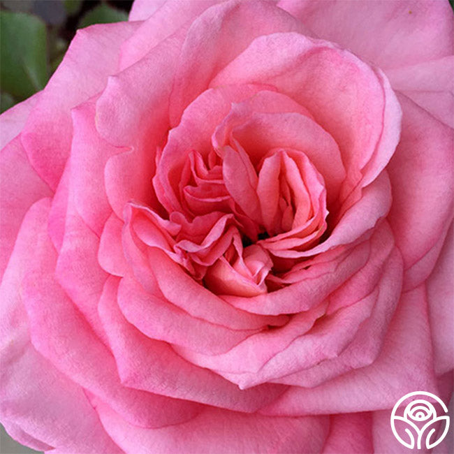 Heirloom Roses Sunbelt Savannah Rose - Thumbnail 3
