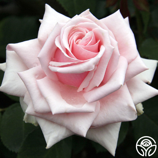 Savoy Hotel Rose - English Legend - Lightly Fragrant – Heirloom Roses