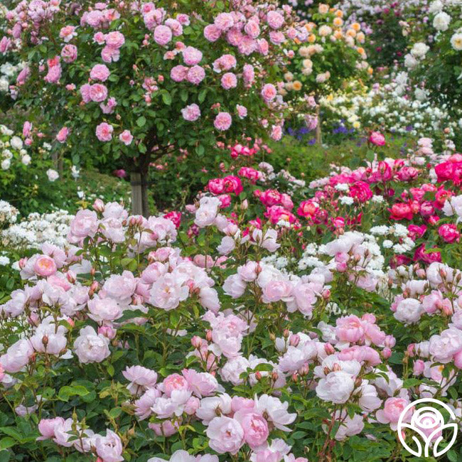 Scarborough Fair Rose - David Austin - Moderately Fragrant – Heirloom