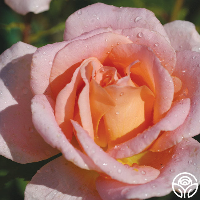 Scentsational Roses Scent-Sation Rose - Hybrid Tea - Exceptionally Fragrant – Heirloom Roses