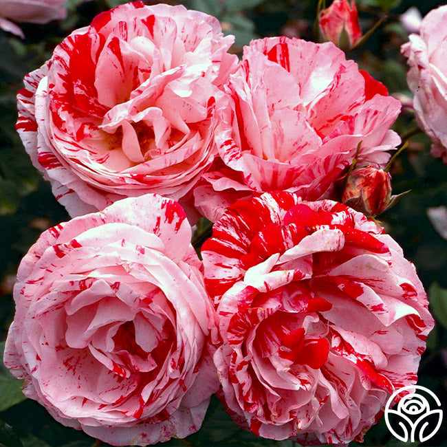 Scentsational Roses Scentimental Rose - Shrub - Very Fragrant – Heirloom Roses