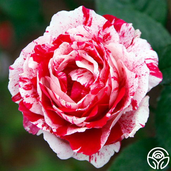 Scentsational Roses Scentimental Rose - Shrub - Very Fragrant – Heirloom Roses