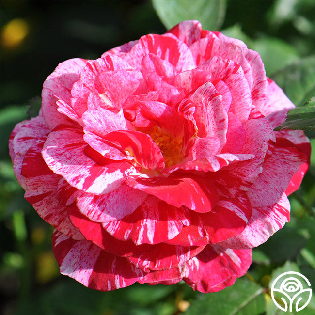 Scentsational Roses Scentimental Rose - Shrub - Very Fragrant – Heirloom Roses