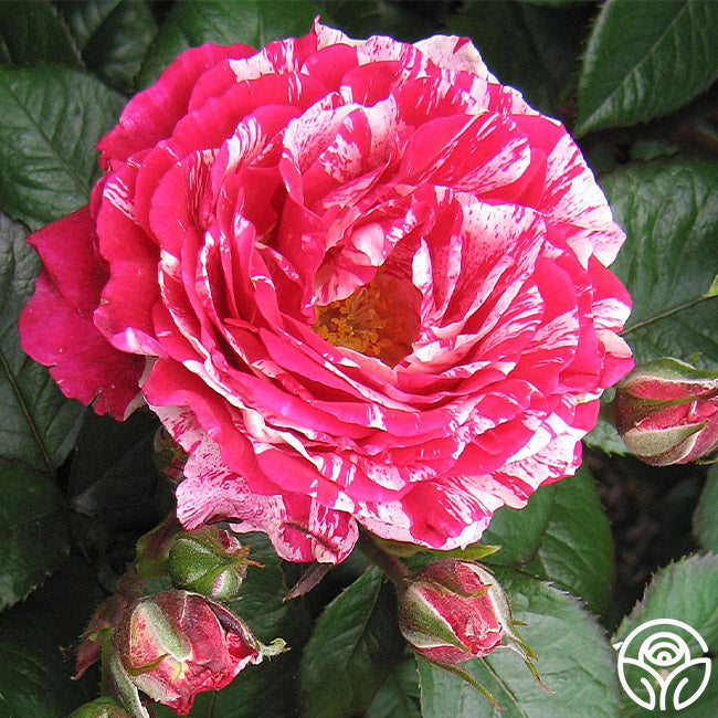 Scentimental Rose - Shrub - Very Fragrant – Heirloom Roses