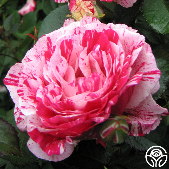 Scentsational Roses Scentimental Rose - Shrub - Very Fragrant – Heirloom Roses