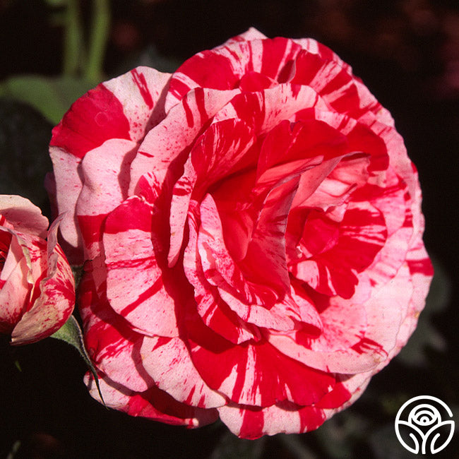 Scentsational Roses Scentimental Rose - Shrub - Very Fragrant – Heirloom Roses