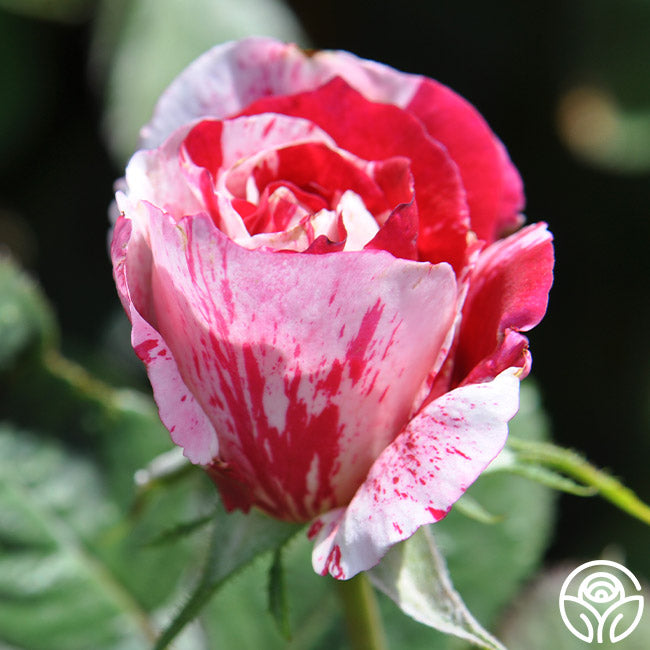 Scentsational Roses Scentimental Rose - Shrub - Very Fragrant – Heirloom Roses