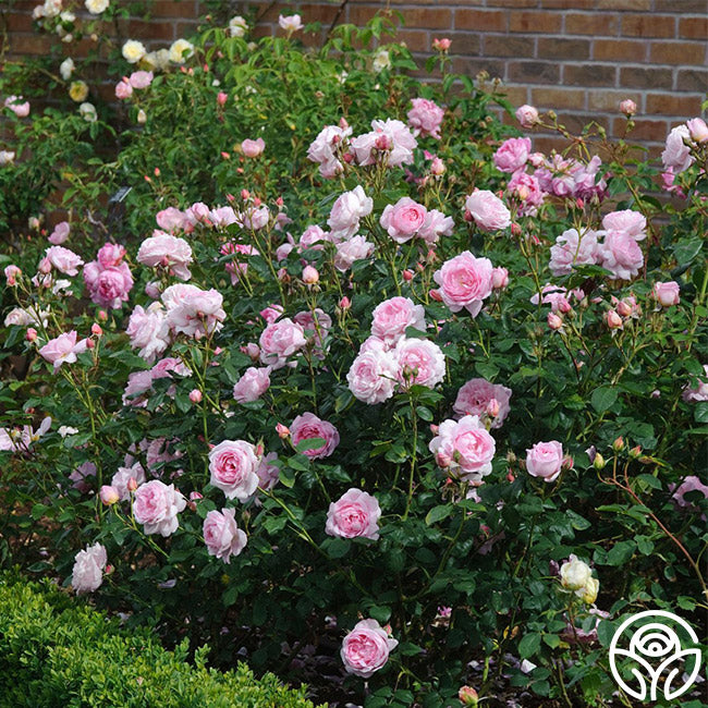 Heirloom Roses Scepter'd Isle English Shrub Rose - Thumbnail 4
