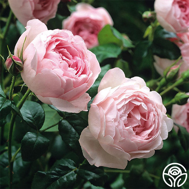 Heirloom Roses Scepter'd Isle Rose