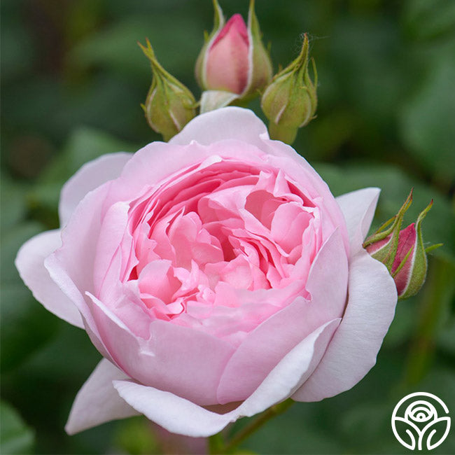 Heirloom Roses Scepter'd Isle Rose - Thumbnail 2