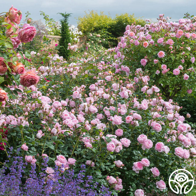 Heirloom Roses Scepter'd Isle Rose - Thumbnail 5