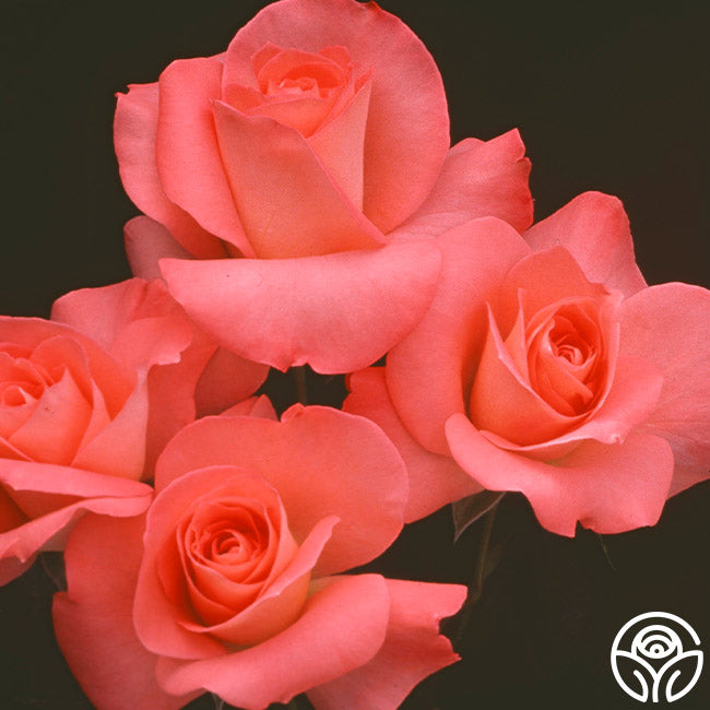 Sea Pearl Floribunda Rose | Pink Rose Bush – Heirloom Roses