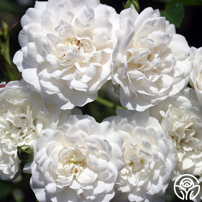 Heirloom Roses Seafoam Landscape Rose - Thumbnail 3