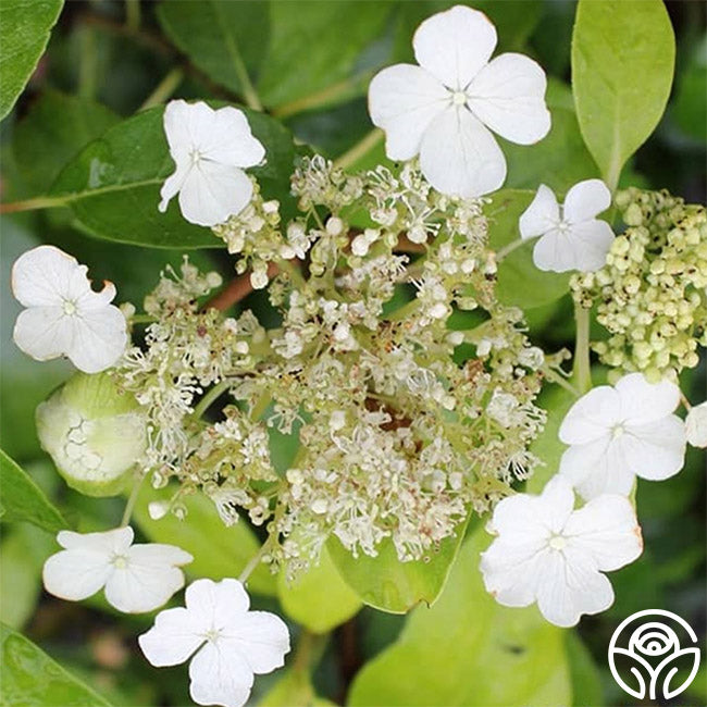 Seamanii Climbing Hydrangea