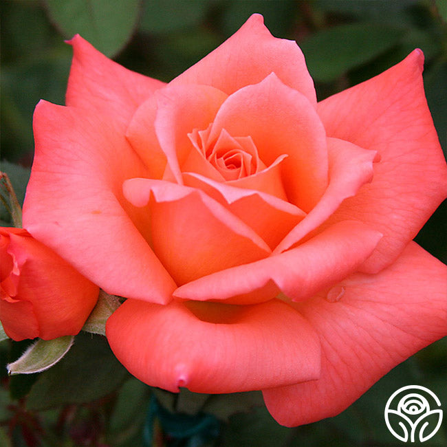 Seashell Hybrid Tea Rose | Orange Rose Plant – Heirloom Roses
