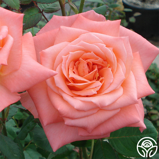 Seashell Hybrid Tea Rose | Orange Rose Plant – Heirloom Roses