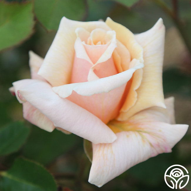 Serendipity Hardy Rose | Apricot Rose Plant – Heirloom Roses