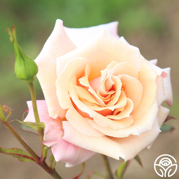 rose rose✨ serendipity-13_grande.jpg?v=