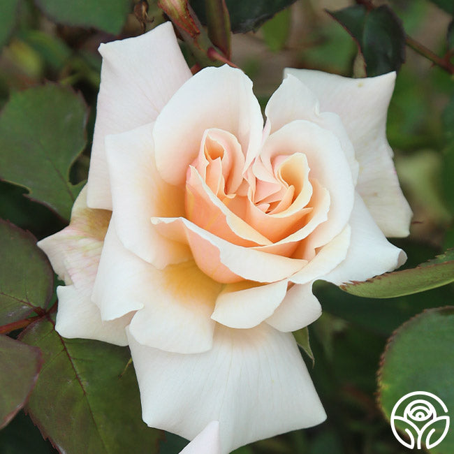Serendipity Hardy Rose | Apricot Rose Plant – Heirloom Roses
