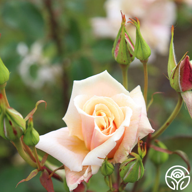 Serendipity Hardy Rose | Apricot Rose Plant – Heirloom Roses