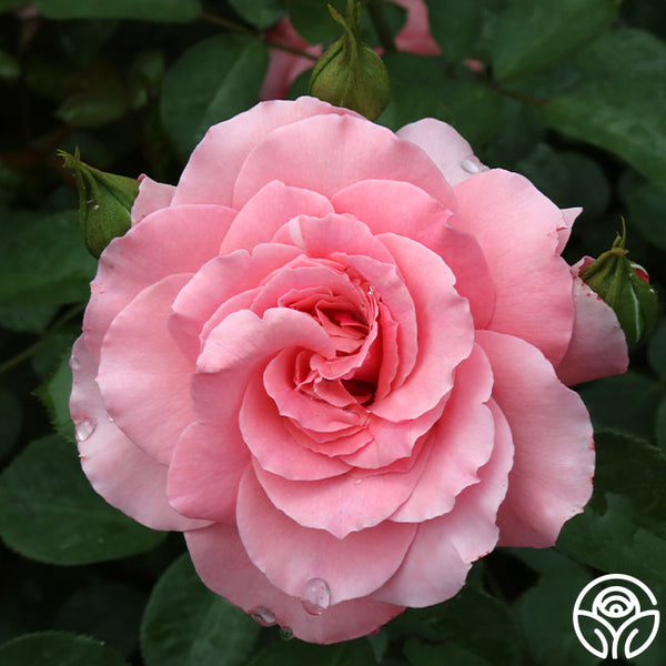 Sexy Rexy Rose - Floribunda Fragrant –