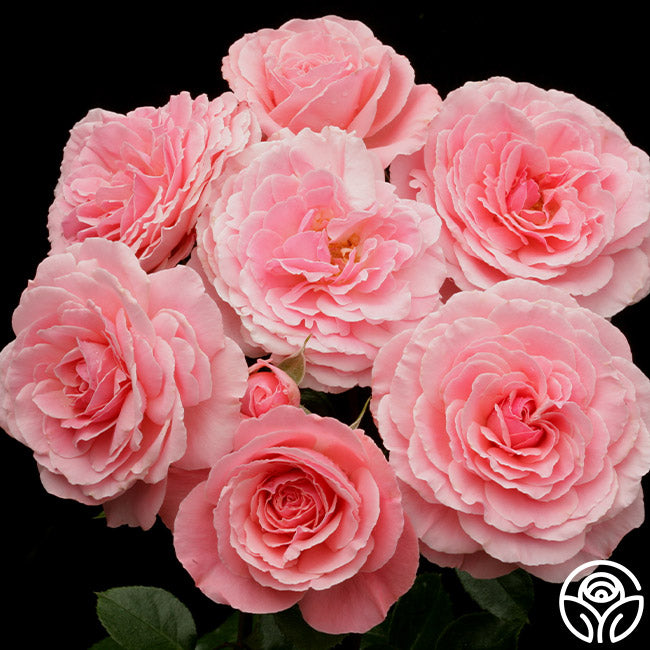 Sexy Rexy Rose Floribunda Lightly Fragrant Heirloom Roses sexy-rexy-rose-floribunda-lightly-fragrant-heirloom-roses