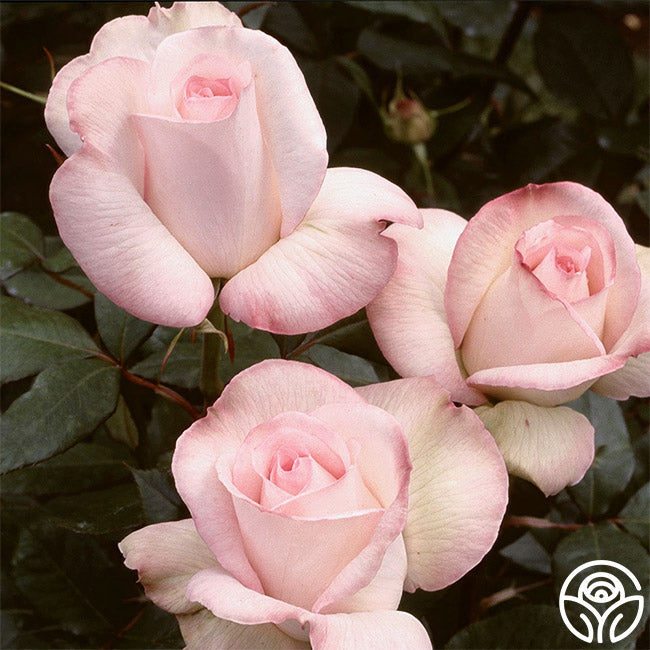 Sheer Bliss Hybrid Tea Rose | Fragrant Rose Bush – Heirloom