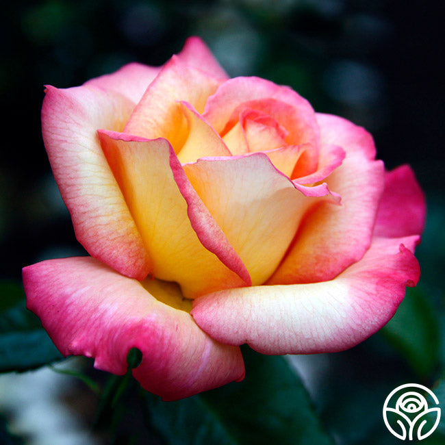 Sheila's Perfume Rose - Floribunda - Very Fragrant – Heirloom Roses