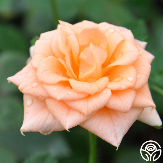 Rose…要コメント＆プロフ必読 Amazon.com : Heirloom Roses Rose Plant - Apricot Candy™ Apricot
