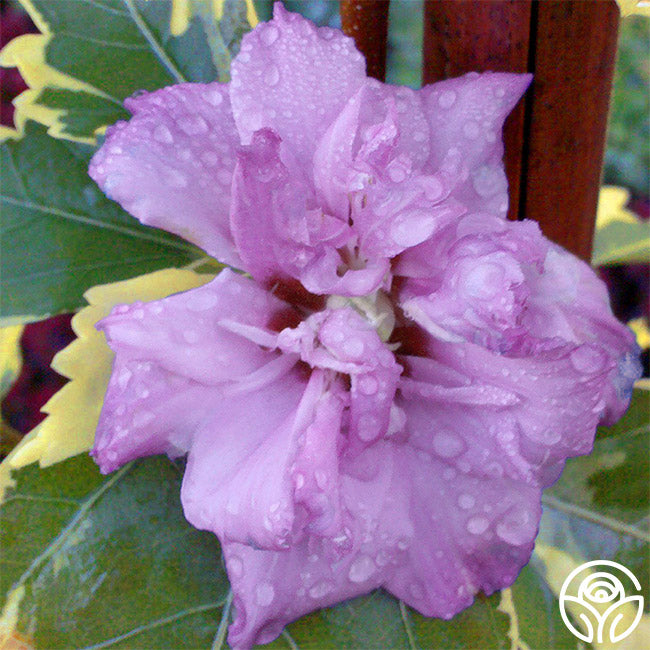 Showtime Hibiscus