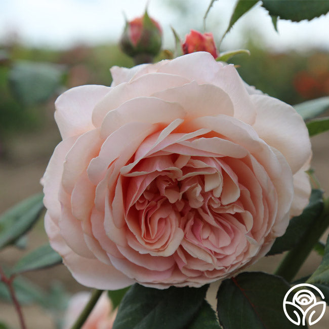 Heirloom Roses A Shropshire Lad Rose
