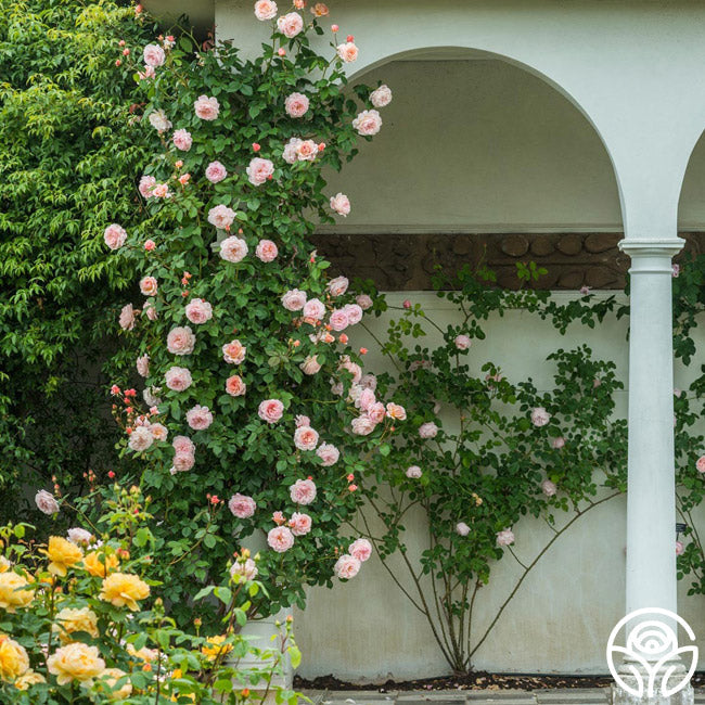 A Shropshire Lad®