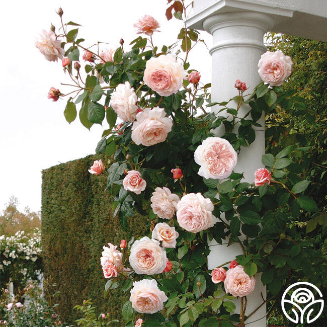 Heirloom Roses A Shropshire Lad Rose - Thumbnail 4