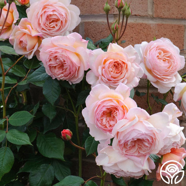 Heirloom Roses A Shropshire Lad Rose - Thumbnail 3