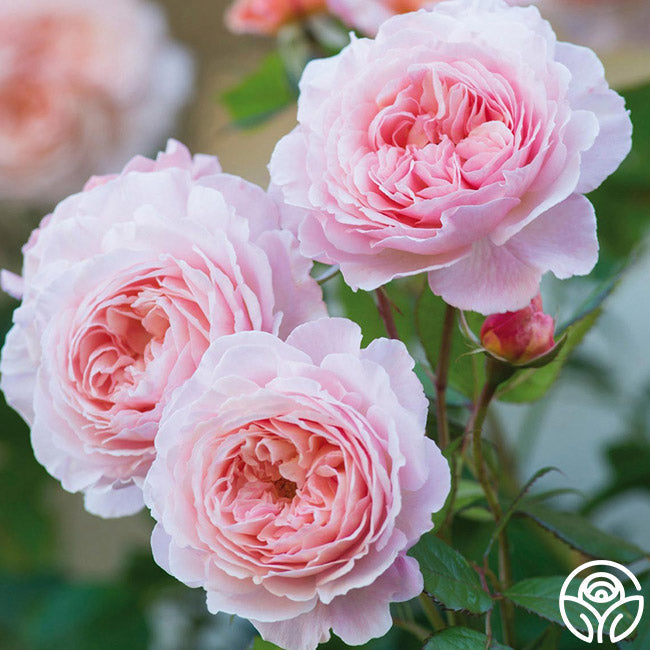 Heirloom Roses A Shropshire Lad Rose - Thumbnail 2