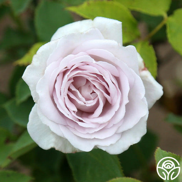 SILVER-ROSE / 薔薇  デモテープ 15337654622068afbaaa3ade209500