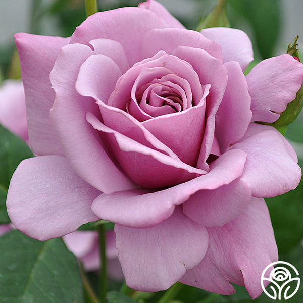 Silver Star Grandiflora Rose | Purple Rose Plant – Heirloom Roses