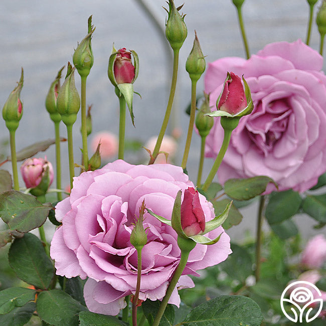 ROSE STAR ローズスター Bronze Star™ - Star® Roses and Plants